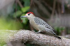 West Indian Woodpecker